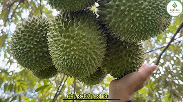 Kỹ thuật làm trái sầu riêng Munsang king miền tây.