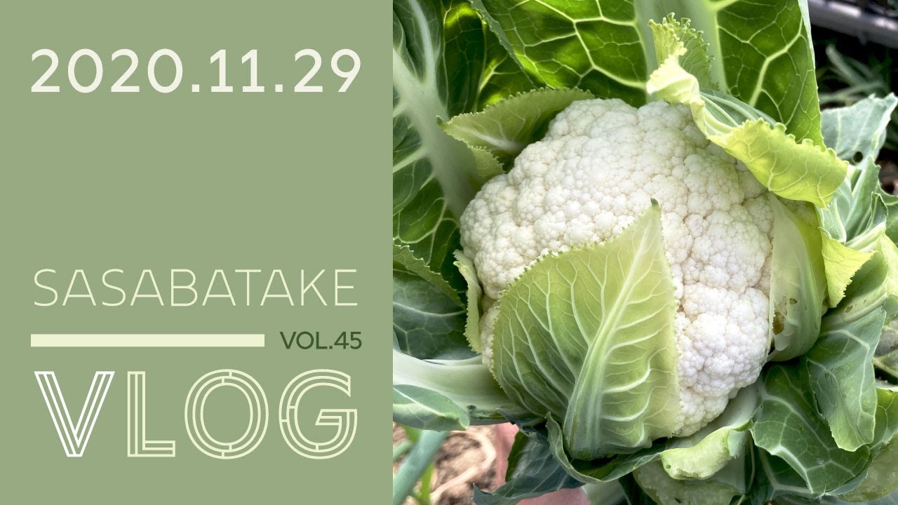 ささばたけ 11 29 雪の王冠冬をつれてきて カリフラワーの収穫 雑草抜き 大根 蕪の間引き Youtube