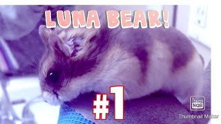 Meet Dwarf Hamster Luna bear- RIP Maple😭