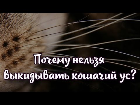 Почему нельзя выкидывать кошачий ус - тайная магия мощной ауры