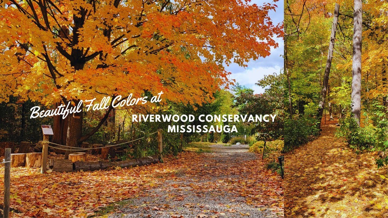 Beautiful Fall Colors at the Riverwood Conservancy, Mississauga ON ...