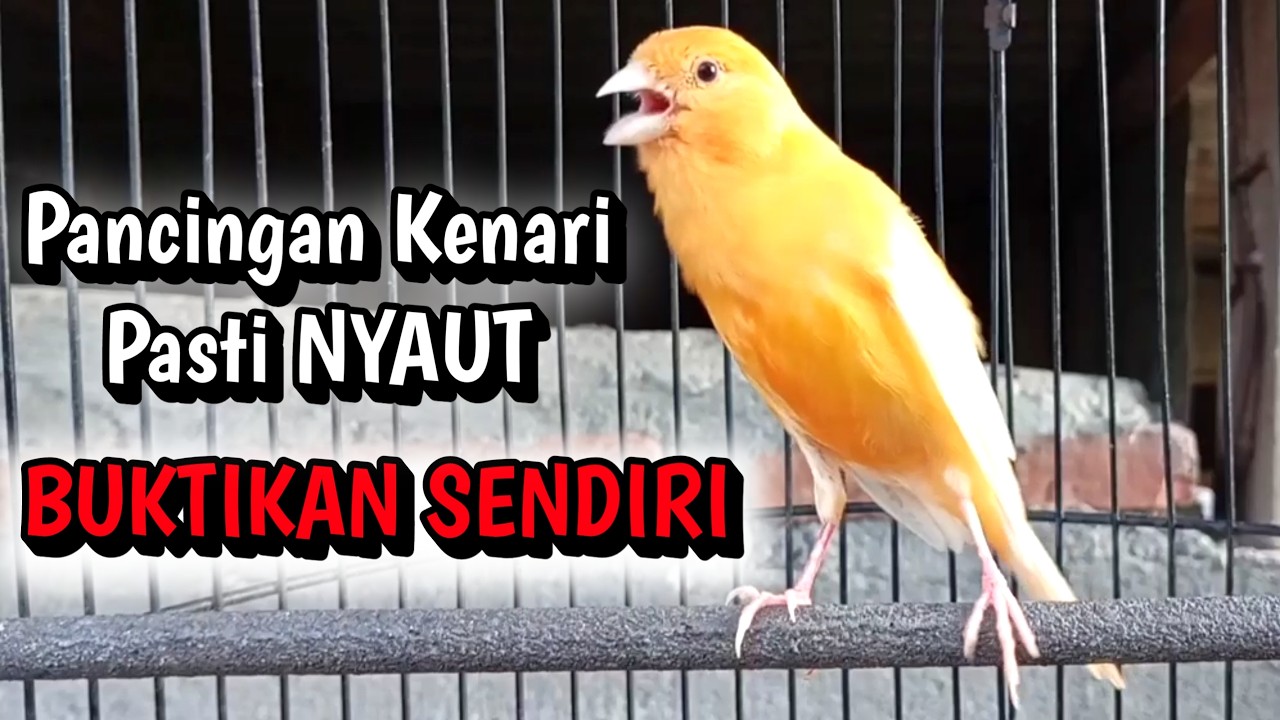 Kenari Lokal Gacor Memanggil Kenari Lain Untuk Pancingan Kenari Paud Agar Cepat Bunyi