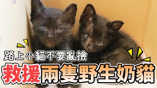 【中途日記】救援兩隻野生奶貓奶貓季如何照顧幼貓?【維特】#1