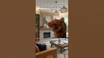Mondays... #monday #workday #catshorts #viral #mondaymotivation
