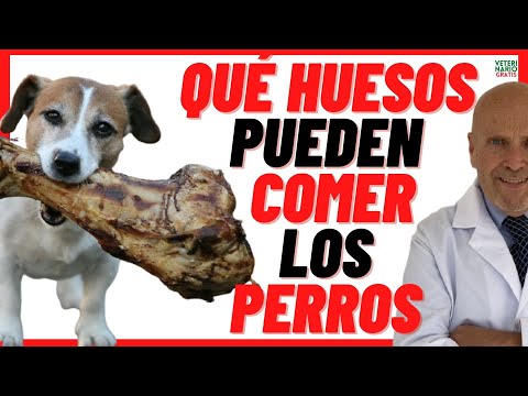 Video: Dientes de perro rotos de astas y huesos crudos