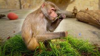 ПОТЕРЯЛИ Люсю! Настя НЕ ДЕЛИТСЯ червяками, только траву РВЁТ ОХАПКАМИ! ВСЁ для любимых ГАМАДРИЛОВ