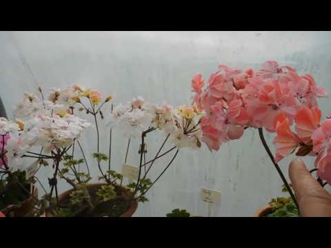 Видео: Цэцэглэлтийн зориулалттай гераниум тайрах (20 зураг): хавар гэртээ пеларгонийг хэрхэн зөв тайрч, цэцэглэж, хөвсгөр болох вэ? 1 -р сард өвлийн улиралд цэцэг чимхэх боломжтой юу?