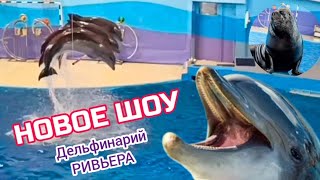 видео: 🔥Новое шоу ДЕЛЬФИНОВ / Большой Сочинский Дельфинарий, парк Ривьера/ Восторг, до мурашек и до слёз! 🤩 картинка: 🔥Новое шоу ДЕЛЬФИНОВ / Большой Сочинский Дельфинарий, парк Ривьера/ Восторг, до мурашек и до слёз! 🤩
