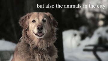 Heat Mapping noise and air pollution using smart devices