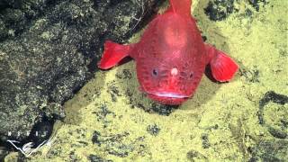 Fishing in the deep: observations of a deepsea anglerfish