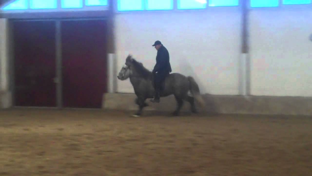 IS2007186297   Silfurtoppur frá Kaldbak V Gulltoppur frá Þjóðólfshaga 1 M Von frá Kaldbak 2