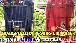 CARA MEMBEDAKAN KACER TROTOLAN JANTAN DAN TROTOLAN BETINA