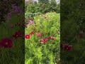 I love the growing up process of my gardens