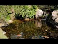 Japanese Koi Pond 🐟 Calm Water &amp; Peaceful Zen Ambience for Relaxation, Meditation &amp; Focus