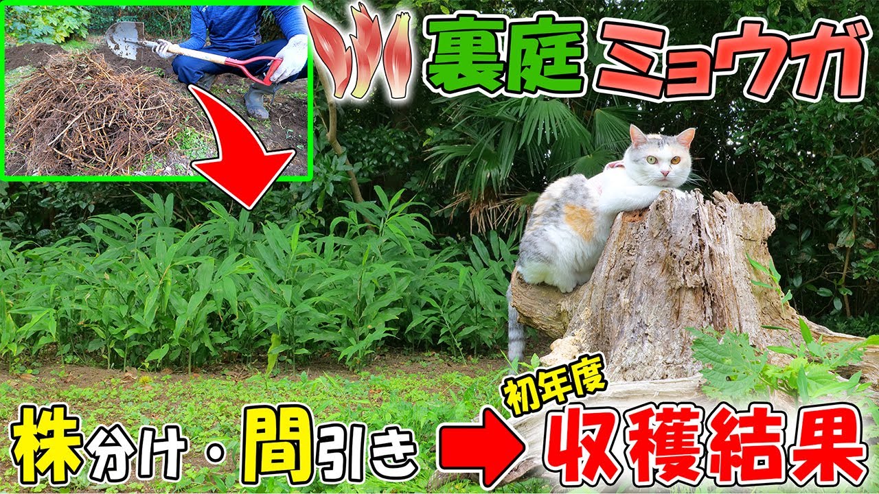 【効果検証】10年放任で収量が激減した裏庭ミョウガ…株分け後の初収穫で驚きの結果‼