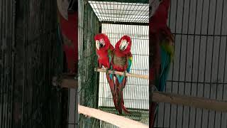 Beautiful green wing macow pair Available WhatsApp no 03254203030 enjoy this video like share #cute