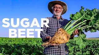 HOW SUGAR BEET IS HARVESTED?