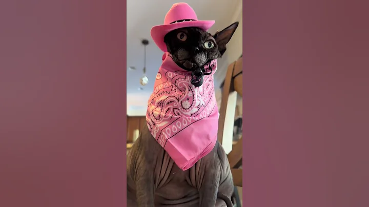 Watch the video about Texas Cowgirl Cat #cat #cute #pink #kitty