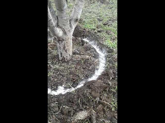 Подкормка черешни