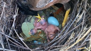 When a baby is born, its mother provides only food for their baby #part2#