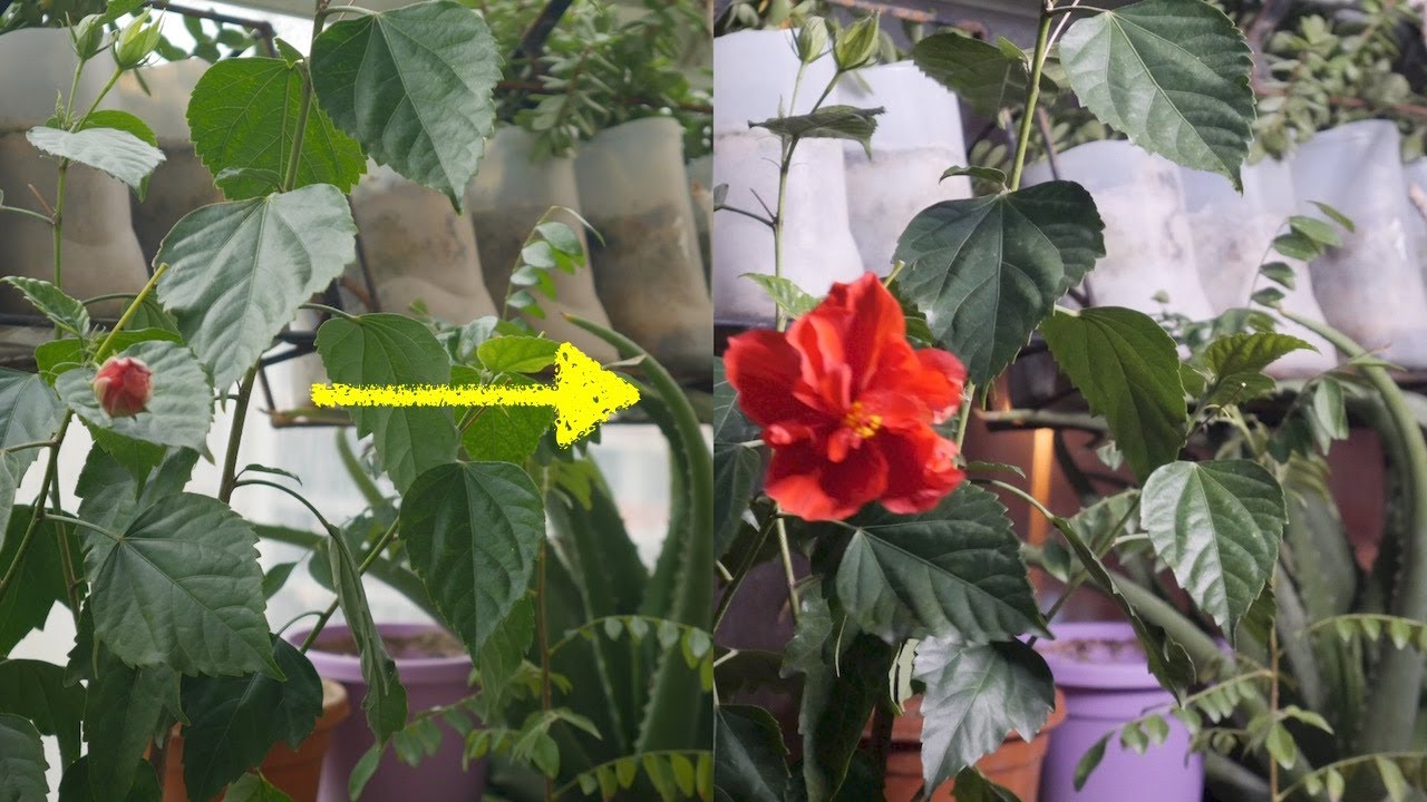 Hibiscus Flowering Timelapse Beautiful Dubai Garden Adventure