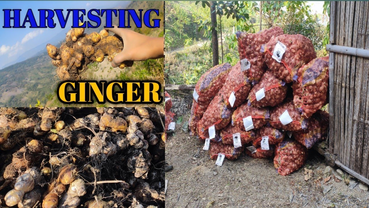 Harvesting ginger  💯 #harvesting #ginger #nagaland #agriculture 