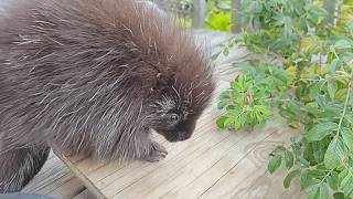 Squeak Doesn't Understand Ramp