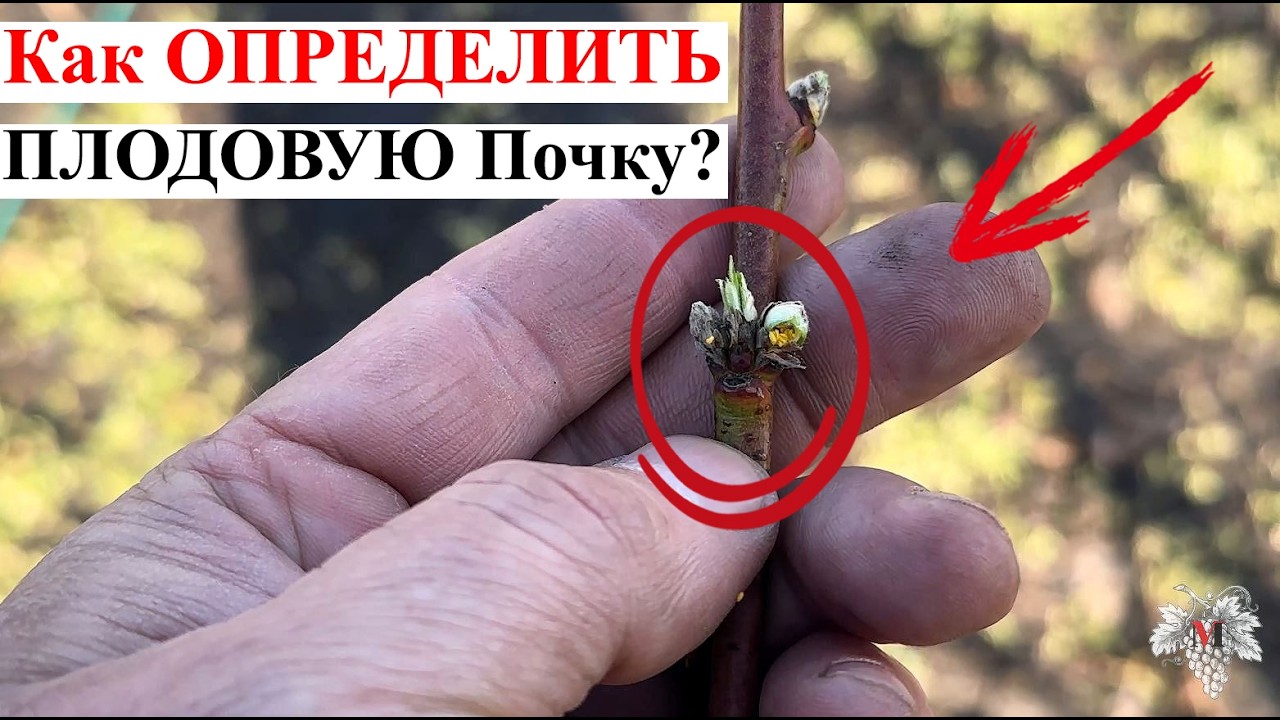Как ОТЛИЧИТЬ ПЛОДОВУЮ Почку от РОСТОВОЙ?