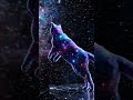 A Galaxy Cat going to Space #lifeisbutadream