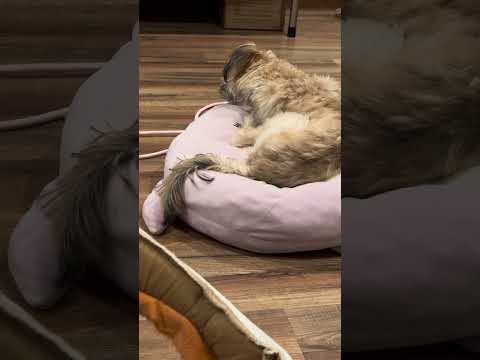 Tuffy night time routine