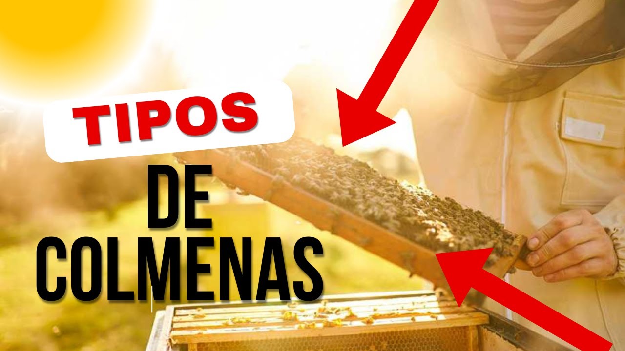 ¿Cuáles son los Tipos de Colmenas en la apicultura?  ¡Ventajas y Desventajas!