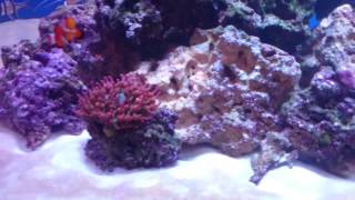 Tank upgrade aqua evolution eareef 1200 s