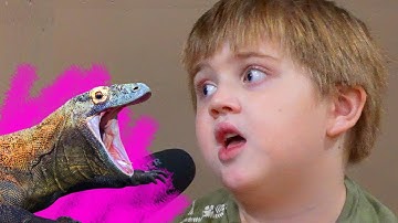 I Love Komodo Dragons! #basically #dillon  #panega