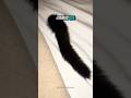 WHY DO CATS TAILS FALL OFF