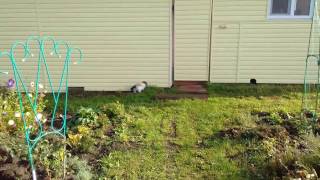 Забавное видео: кошка прячется в дырку и выглядывает из нее