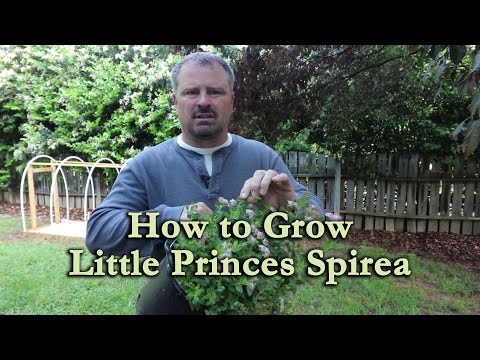 วีดีโอ: การดูแลพุ่มไม้ Spirea - สภาพการเจริญเติบโตและการดูแลของ Spirea