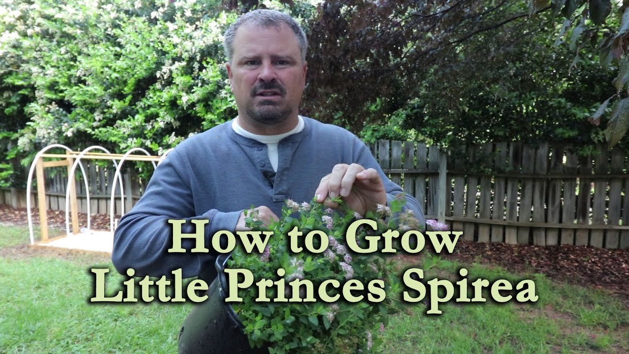 How To Grow Little Princess Spirea With A Detailed Description Youtube