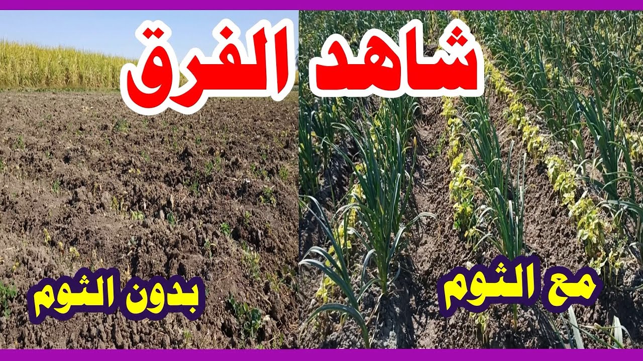 الفرق بين تحميل زراعة البامية علي الثوم وبدونه وهل يحمي من الطقس السيئ