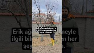 Everything you need to know about growing plum trees is in this video.