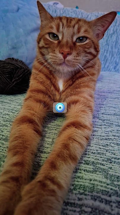 #sarışın #remix #sarman #cat #ytdayibenionecikarnolur #ivan #kedim