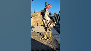 Young Spangle Rooster