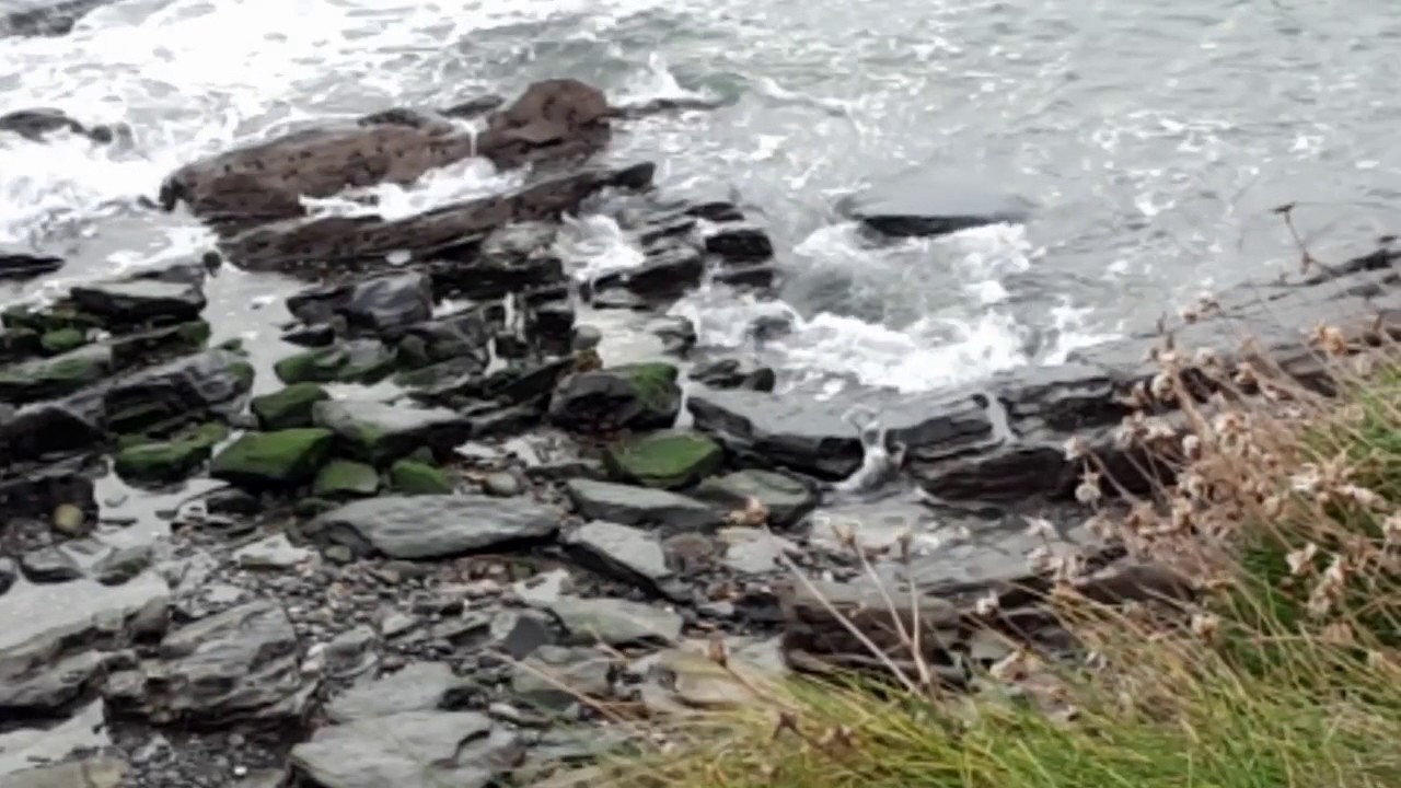 Baby Seal on the Hook Peninsula Co Wexford