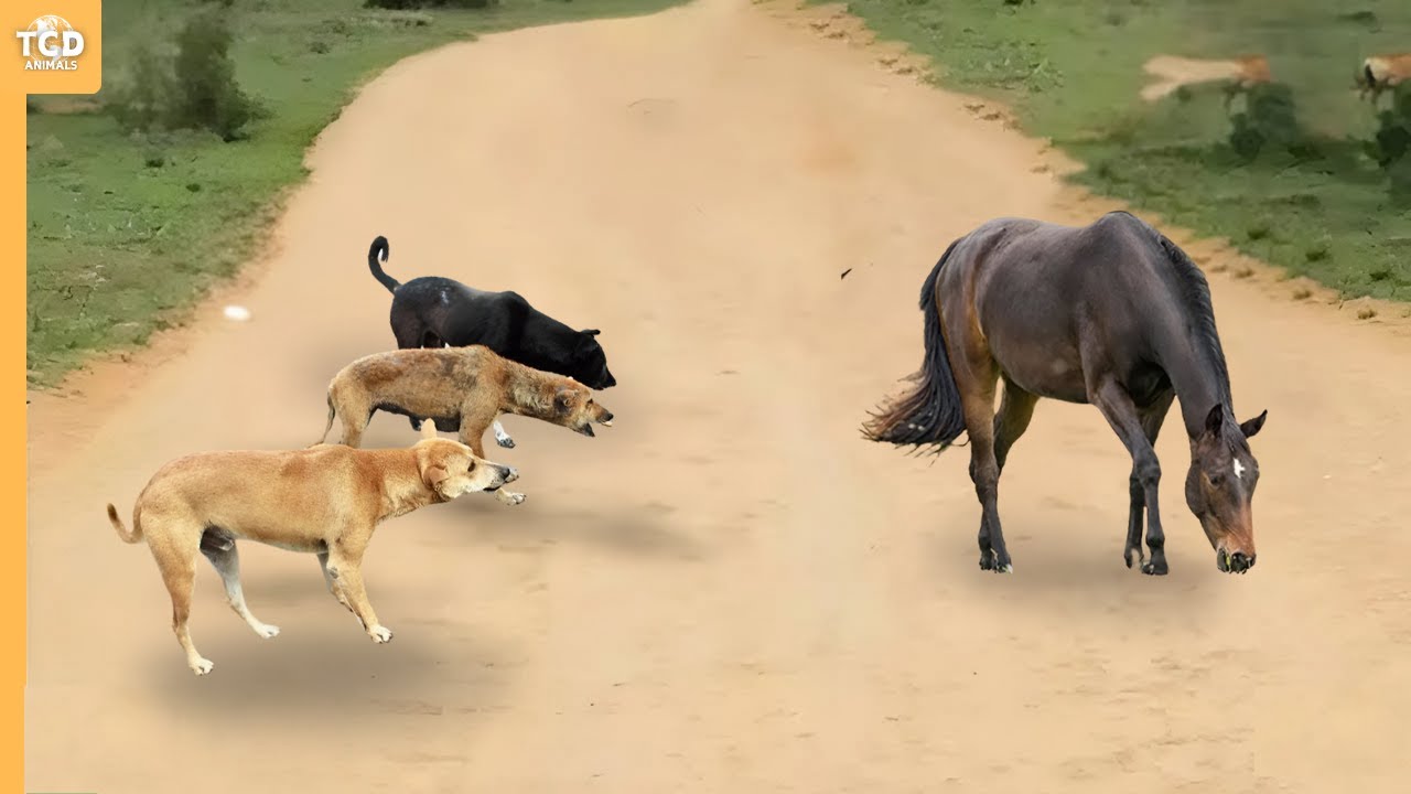Guess What Happens When These Dogs Attack a Horse!