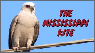 The Mississippi Kite: Everything You Need to Know | Adult/Juvenile, Flying, Call/Sound, Attack, Nest by J Birds 15,134 views 3 years ago 5 minutes, 31 seconds