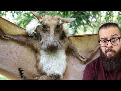 Você já viu esse animal? Espécies diferentes que você nunca viu antes