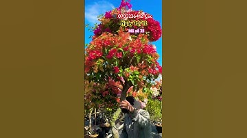 Một cốt siêu rực rỡ..#shortsvideos