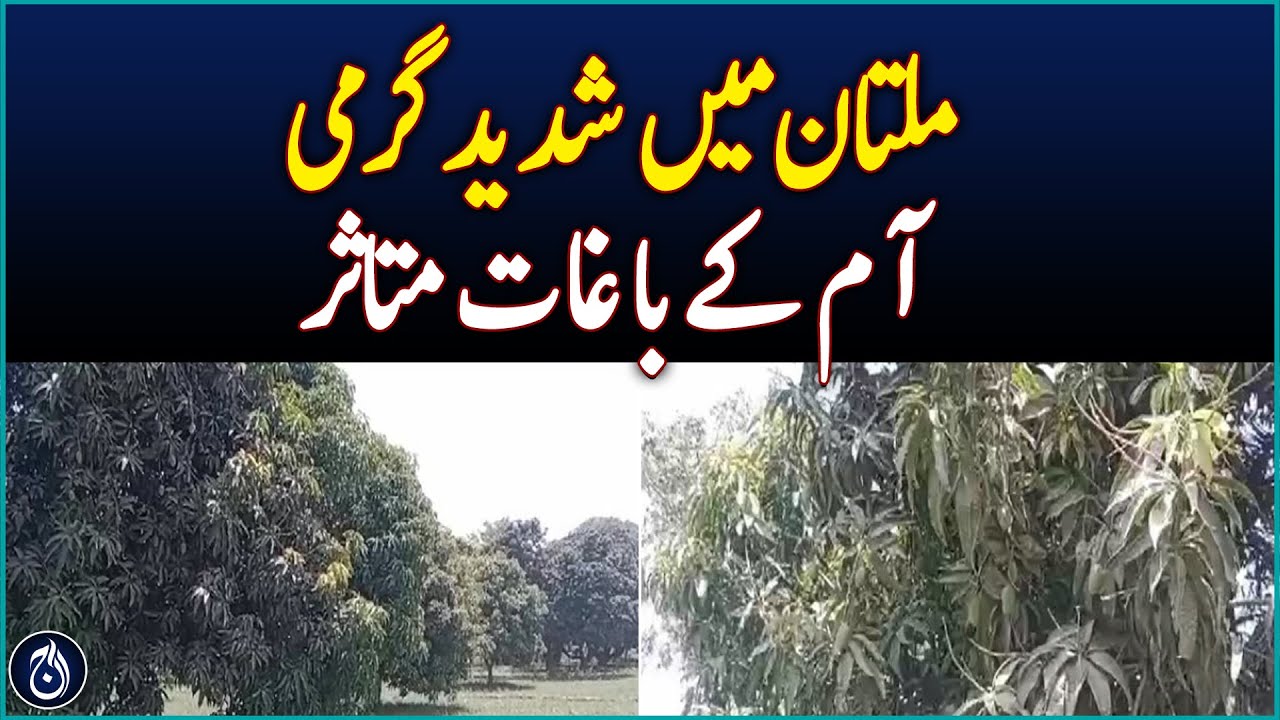 Heatwave hits mango orchards hard in Multan - Aaj News