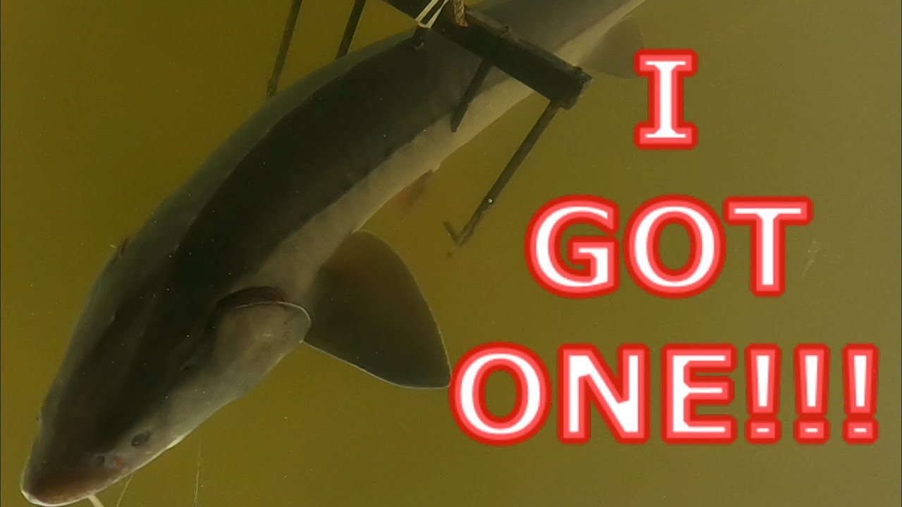 STURGEON SPEARING LAKE WINNEBAGO 2022 YouTube