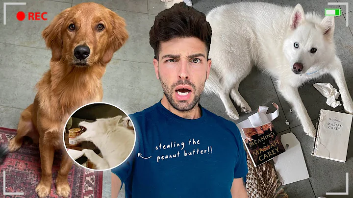Which Puppy DESTROYED My House?! (hidden cam)