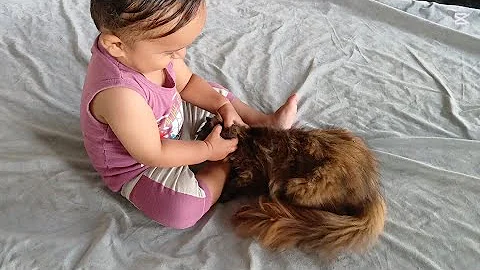 Video 10871221: cat kitten cute baby, cat kitten baby love, funny kittens baby cats, cat baby kitten playing, catplaying, best kitten